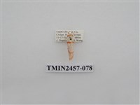 藏品(二斑叉紋苔蛾)的圖片